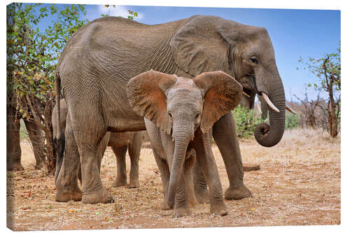 Obraz na płótnie Elephant Herd in South Africa