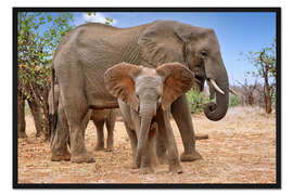 Gerahmter Kunstdruck Elefantenherde in Südafrika