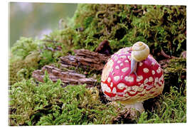 Acrylic print Snail on a lucky mushroom