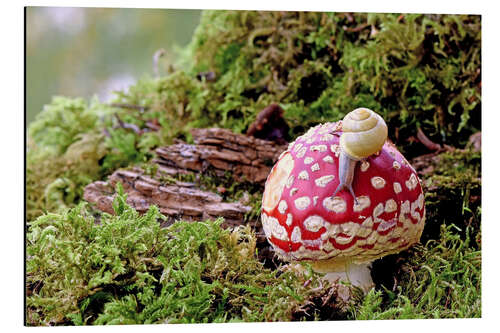 Tableau en aluminium Snail on a lucky mushroom