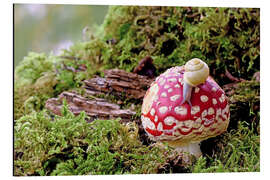 Stampa su alluminio Snail on a lucky mushroom