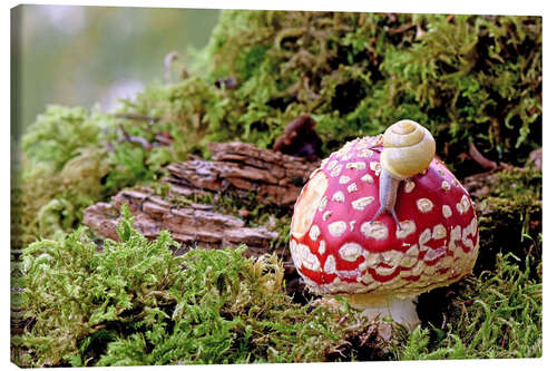 Tableau sur toile Snail on a lucky mushroom