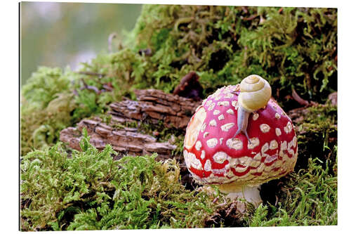 Quadro em plexi-alumínio Snail on a lucky mushroom