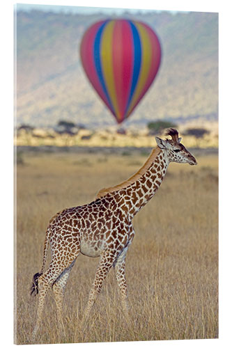 Akryylilasitaulu Giraffe, Masai Mara National Reserve, Kenya