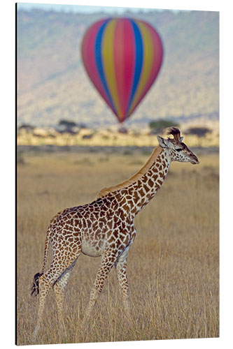 Aluminium print Giraffe, Masai Mara National Reserve, Kenya