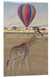 Tableau en PVC Giraffe, Masai Mara National Reserve, Kenya