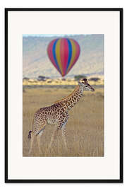 Gerahmter Kunstdruck Giraffe, Masai Mara Nationalreservat, Kenia
