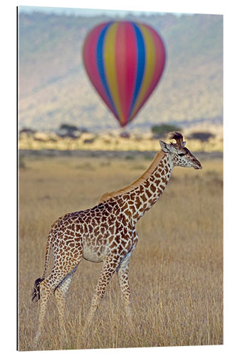 Galleritryk Giraffe, Masai Mara National Reserve, Kenya