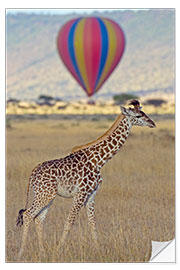 Wall sticker Giraffe, Masai Mara National Reserve, Kenya