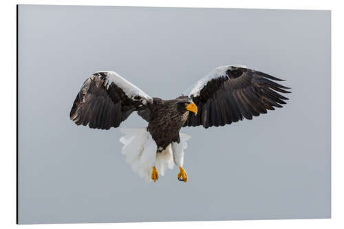 Aluminium print Steller's Fish Eagle Flying I