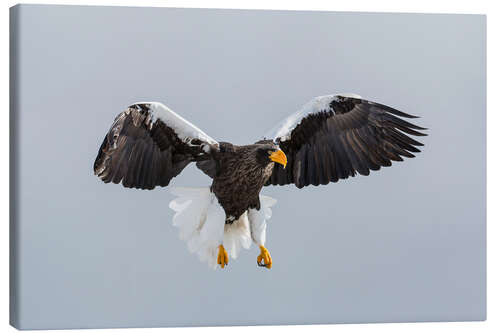 Canvastavla Steller's Fish Eagle Flying I