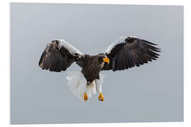 Foam board print Steller's Fish Eagle Flying I