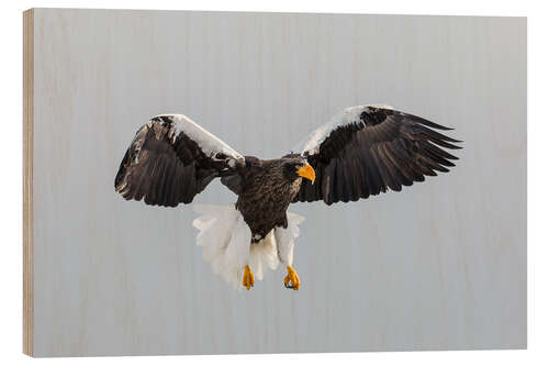 Cuadro de madera Steller Osprey en vuelo I