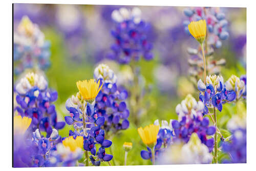 Aluminium print Wildflowers in the Texas Hill Country