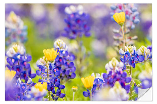 Wall sticker Wildflowers in the Texas Hill Country