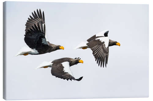 Canvastavla Steller's Fish Eagle Flying II