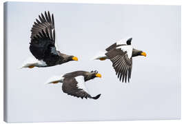 Canvas print Steller&#039;s Fish Eagle Flying II