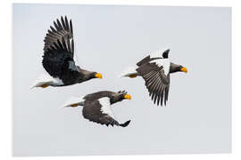 Foam board print Steller's Fish Eagle Flying II