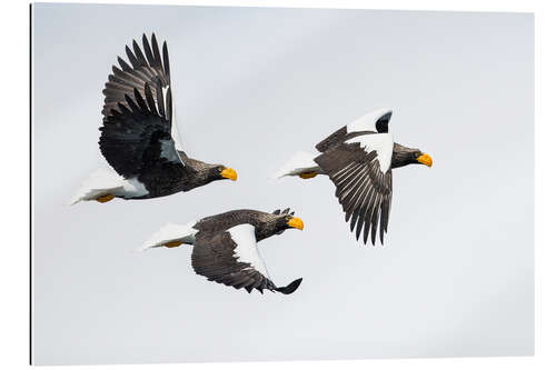 Gallery print Steller's Fish Eagle Flying II