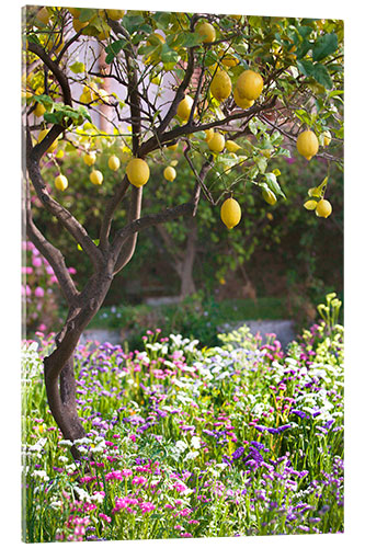 Acrylglas print Lemon Tree in Sicily