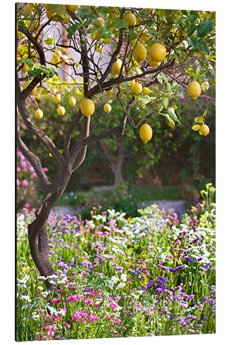 Obraz na aluminium Lemon Tree in Sicily