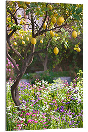 Tableau en aluminium Lemon Tree in Sicily