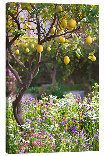Canvas-taulu Lemon Tree in Sicily