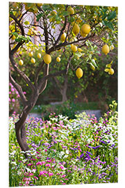 Foam board print Lemon Tree in Sicily