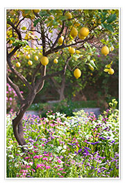Wandbild  Zitronenbaum auf Sizilien - Jones &amp; Shimlock