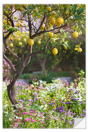 Selvklæbende plakat Lemon Tree in Sicily