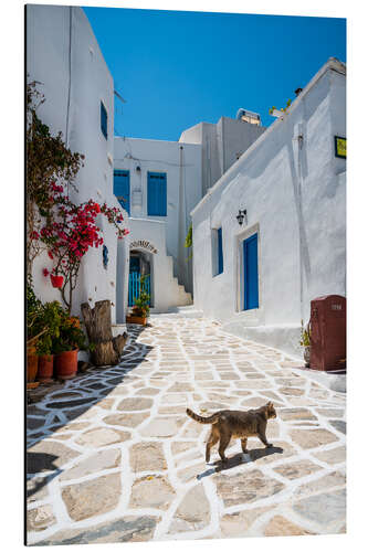 Alubild Katze in einem griechischen Dorf, Paros