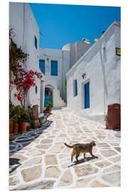 Stampa su PVC Cat in a greek village, Paros