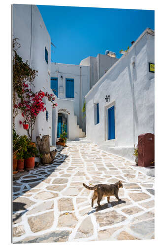 Tableau en plexi-alu Cat in a greek village, Paros