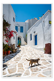 Poster Cat in a greek village, Paros