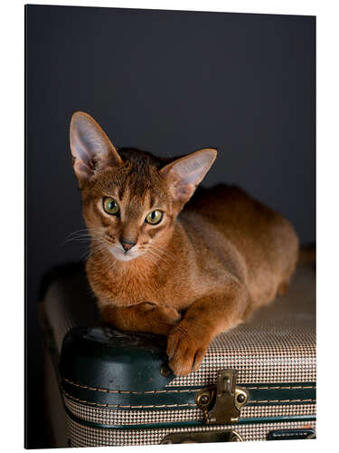 Aluminium print Abyssinian Kitten