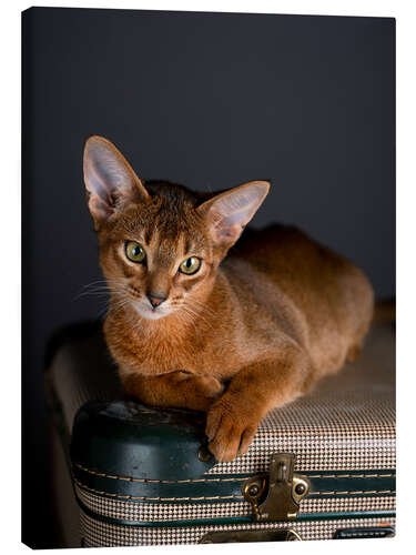 Canvas-taulu Abyssinian Kitten