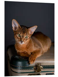 Foam board print Abyssinian Kitten