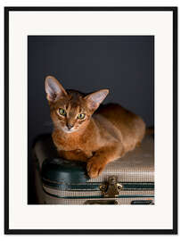 Gerahmter Kunstdruck Abessinier Kätzchen
