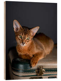 Wood print Abyssinian Kitten