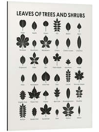 Magnettafel Baum- und Strauchblätter (englisch)