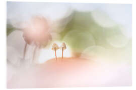 Acrylic print Dream Mushrooms