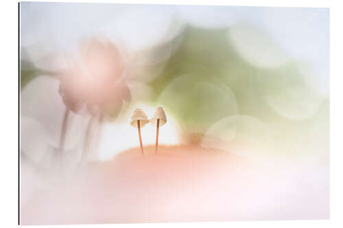 Stampa su plexi-alluminio Dream Mushrooms