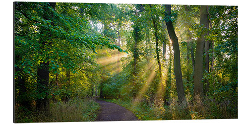 Alubild Waldweg im Licht der Sonne