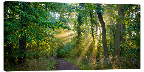 Canvas print Forest path in the light of the sun