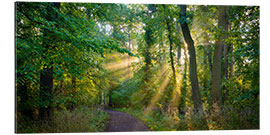 Gallery print Forest path in the light of the sun