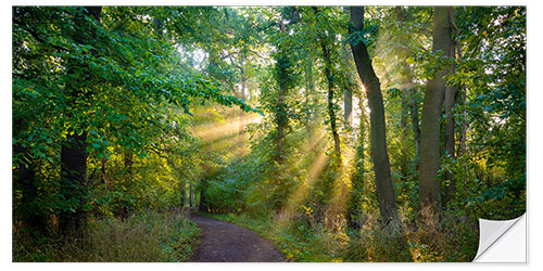 Sticker mural Forest path in the light of the sun