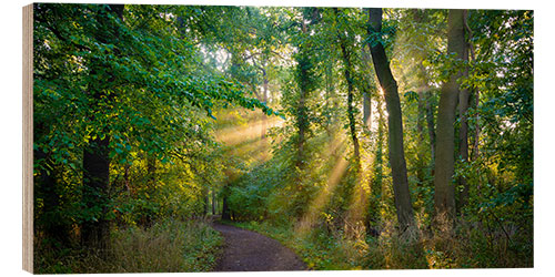 Holzbild Waldweg im Licht der Sonne