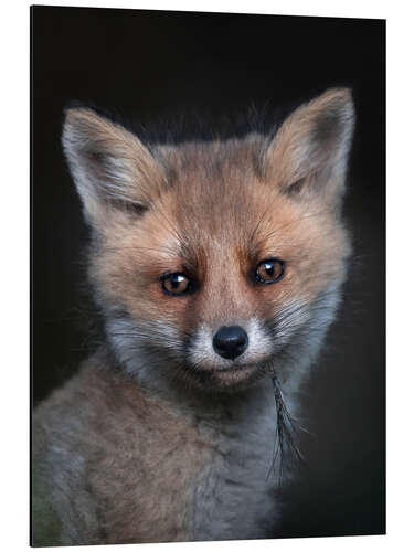 Stampa su alluminio Fox Cub Portrait