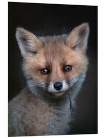 Foam board print Fox Cub Portrait