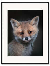 Gerahmter Kunstdruck Fuchsjunges Porträt